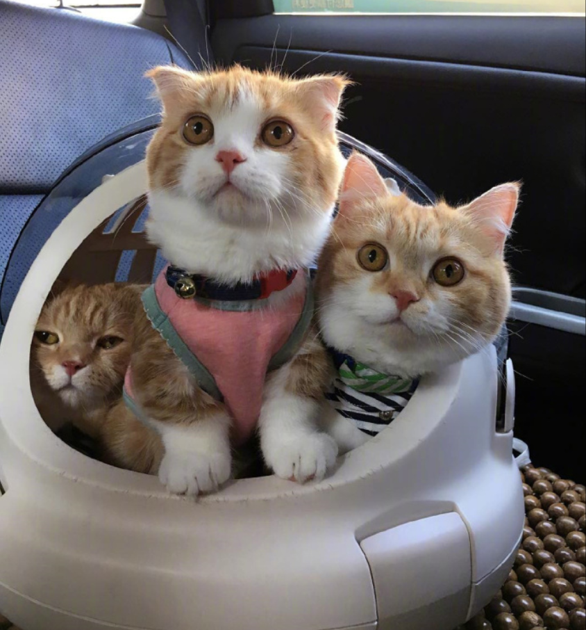 喵星人图片:小短腿虎斑猫咪日常图片