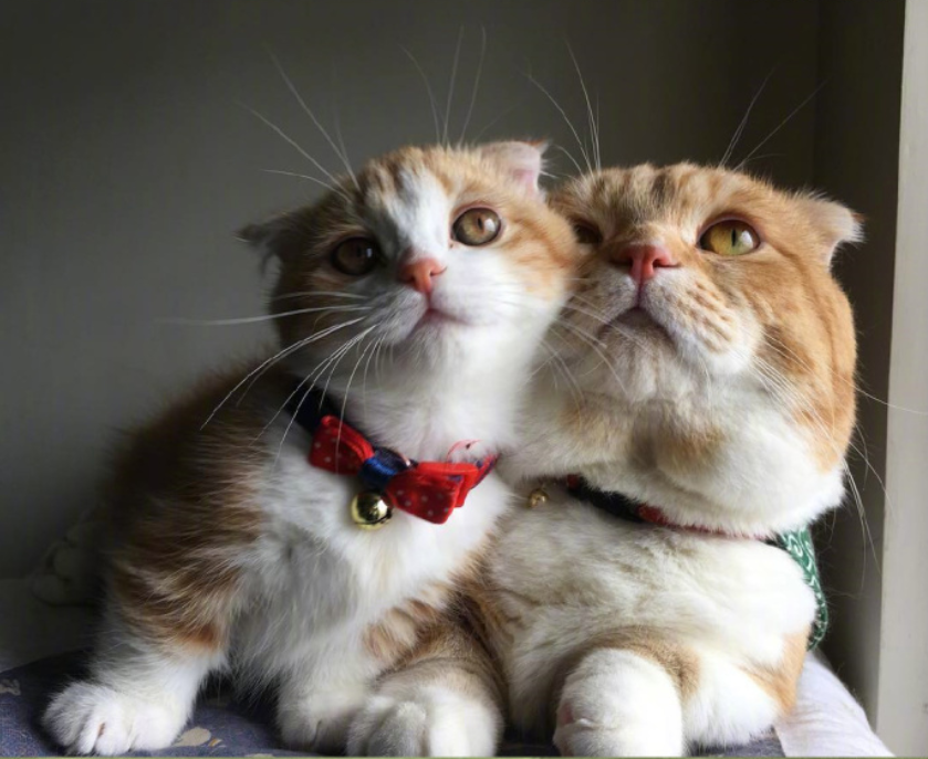喵星人图片:小短腿虎斑猫咪日常图片