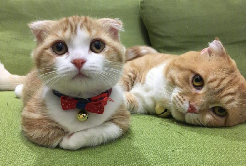 喵星人图片:小短腿虎斑猫咪日常图片