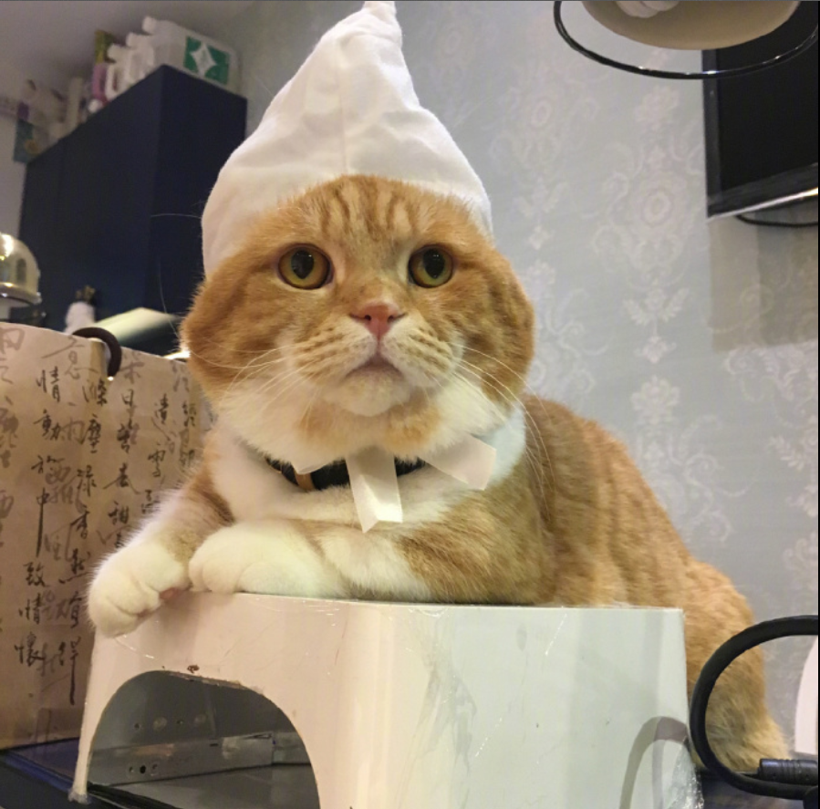 喵星人图片:小短腿虎斑猫咪日常图片