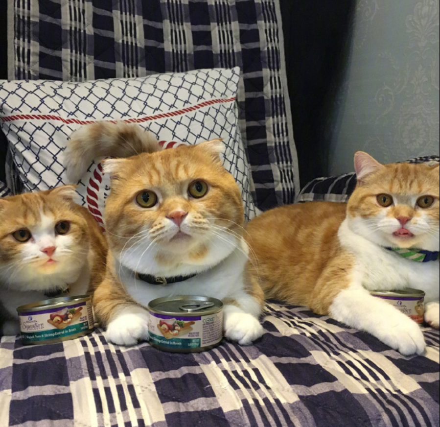 喵星人图片:小短腿虎斑猫咪日常图片