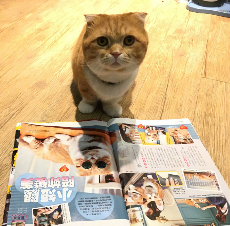 喵星人图片:小短腿虎斑猫咪日常图片
