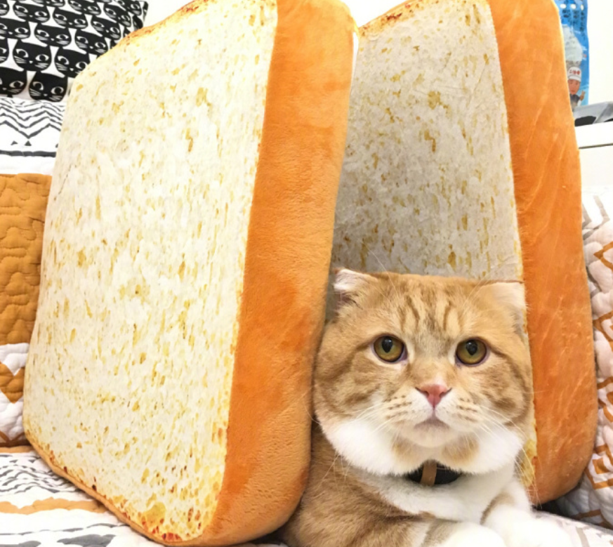 喵星人图片:小短腿虎斑猫咪日常图片