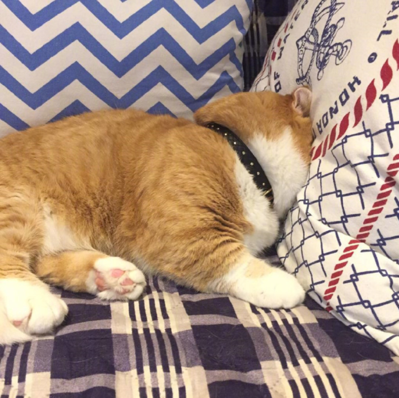 喵星人图片:小短腿虎斑猫咪日常图片