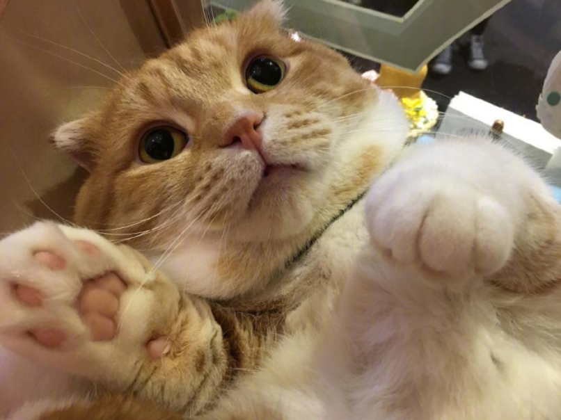 喵星人图片:小短腿虎斑猫咪日常图片