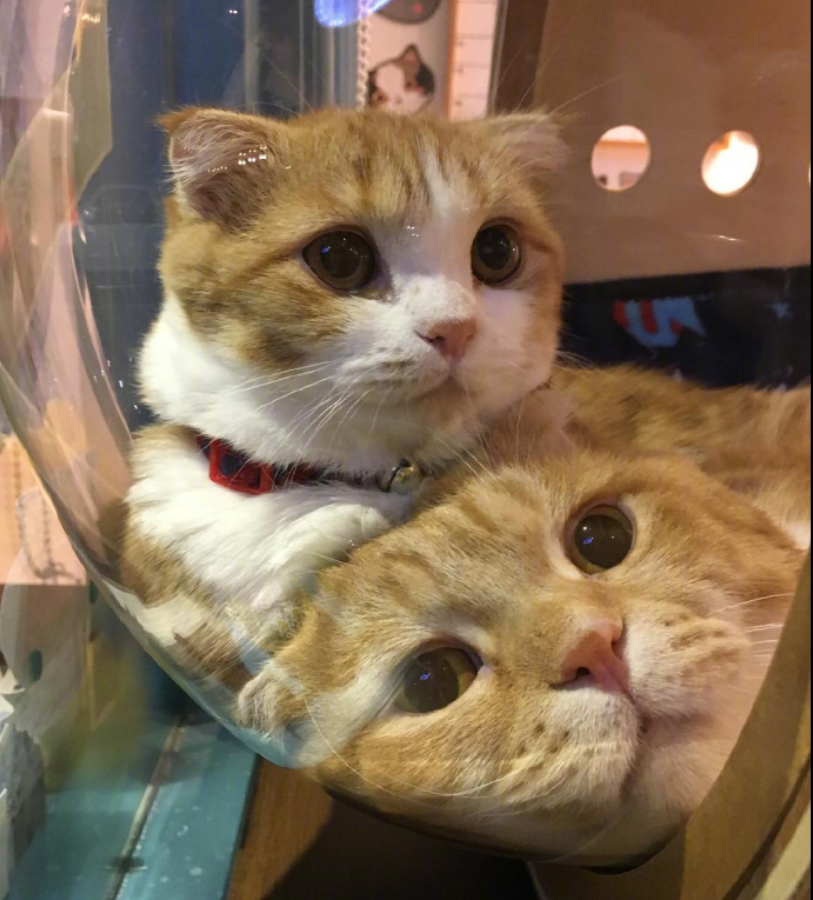 喵星人图片:小短腿虎斑猫咪日常图片