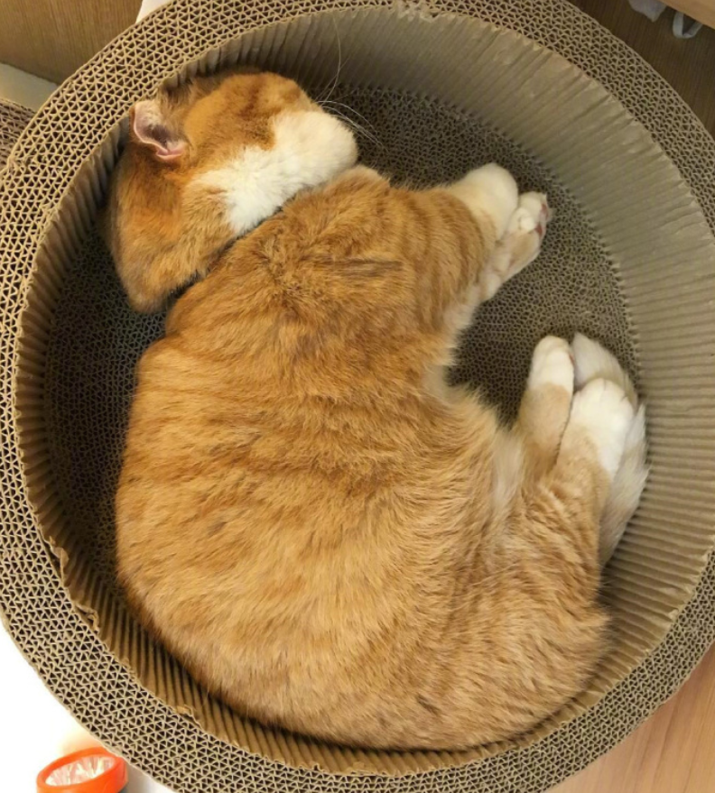 喵星人图片:小短腿虎斑猫咪日常图片