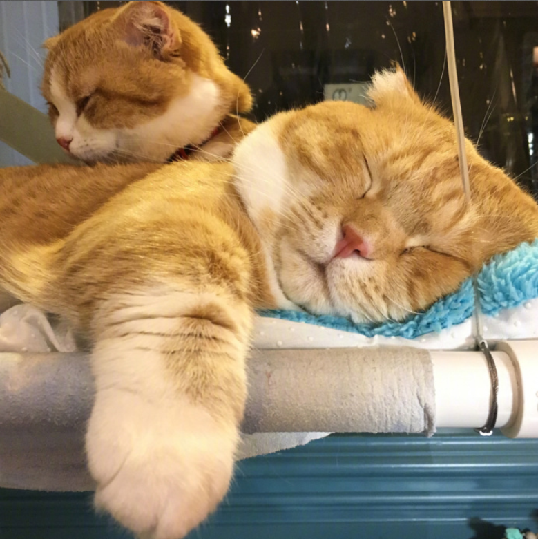 喵星人图片:小短腿虎斑猫咪日常图片
