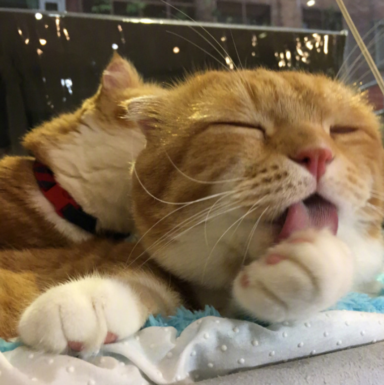 喵星人图片:小短腿虎斑猫咪日常图片