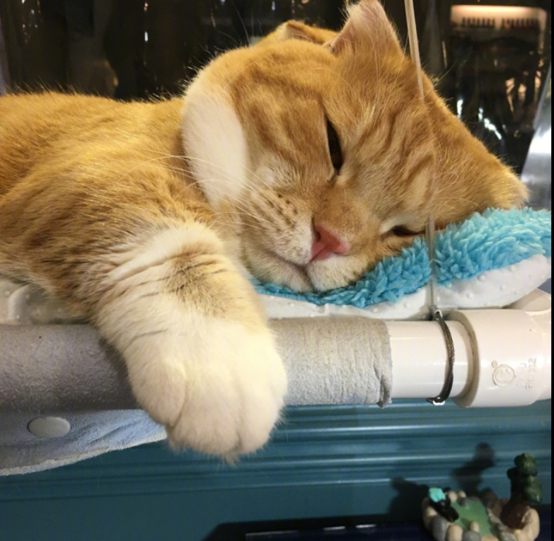 喵星人图片:小短腿虎斑猫咪日常图片