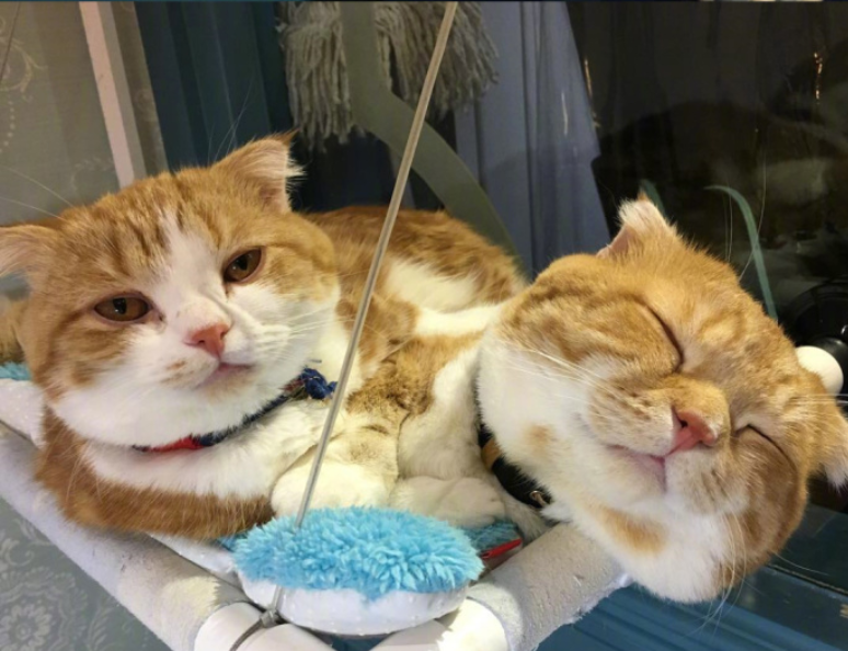 喵星人图片:小短腿虎斑猫咪日常图片