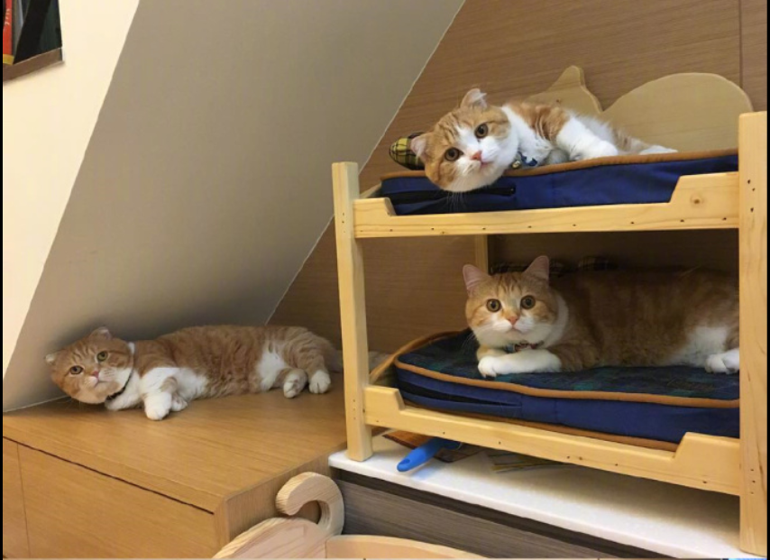 喵星人图片:小短腿虎斑猫咪日常图片