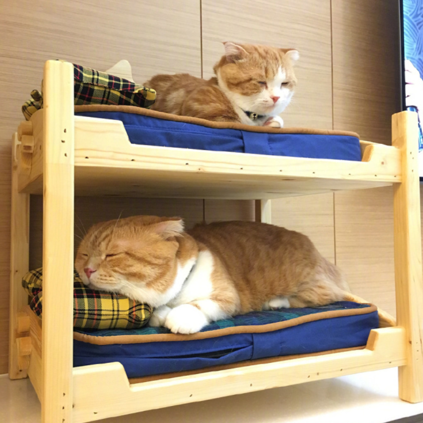 喵星人图片:小短腿虎斑猫咪日常图片