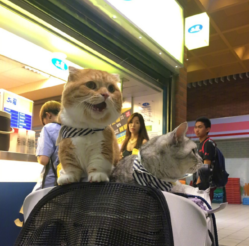 喵星人图片:小短腿虎斑猫咪日常图片