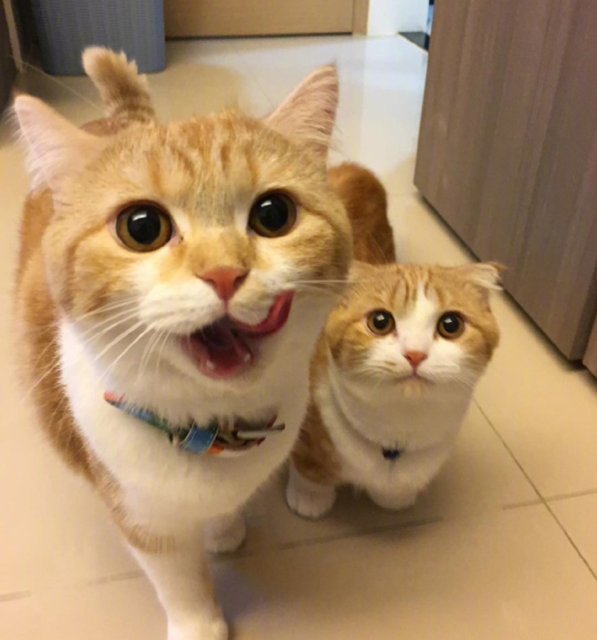 喵星人图片:小短腿虎斑猫咪日常图片