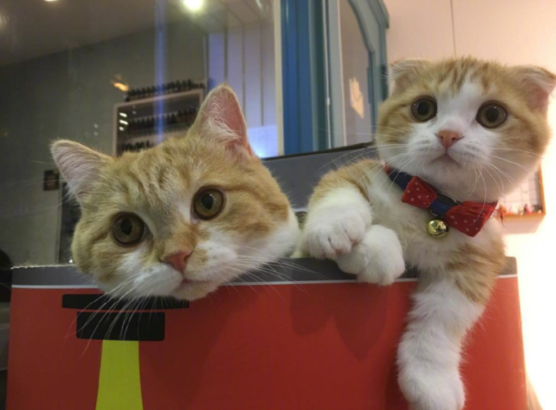 喵星人图片:小短腿虎斑猫咪日常图片