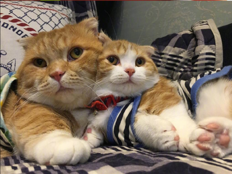 喵星人图片:小短腿虎斑猫咪日常图片