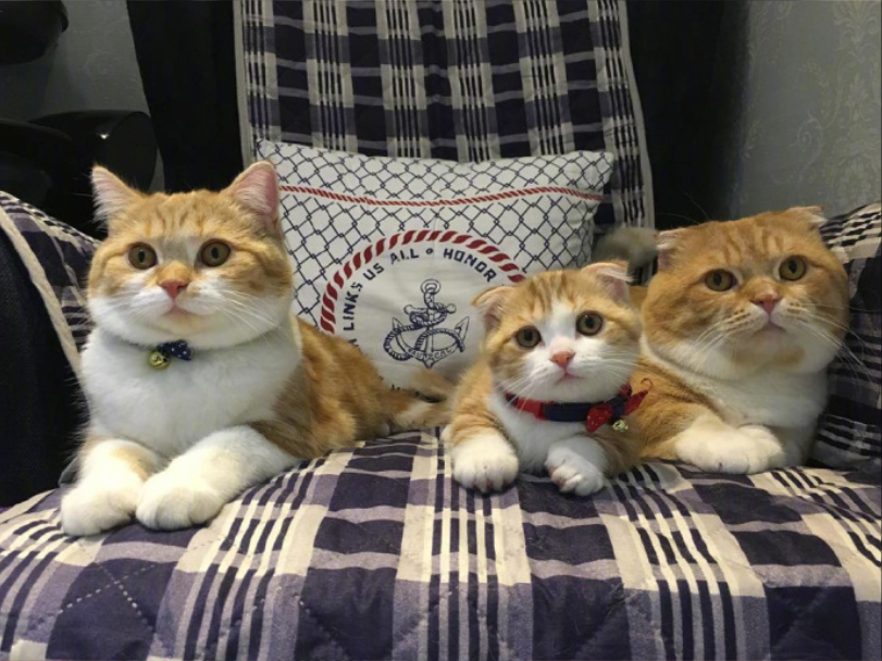 喵星人图片:小短腿虎斑猫咪日常图片