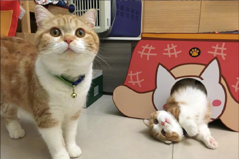 喵星人图片:小短腿虎斑猫咪日常图片