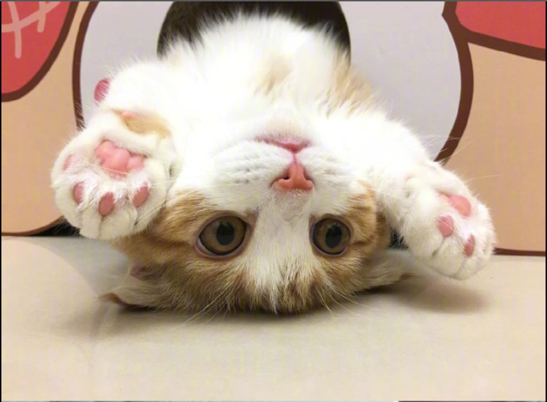 喵星人图片:小短腿虎斑猫咪日常图片