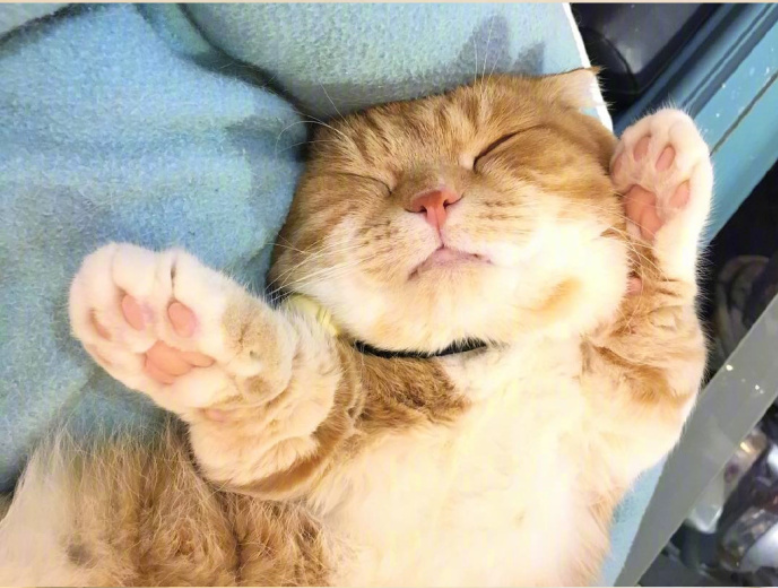 喵星人图片:小短腿虎斑猫咪日常图片