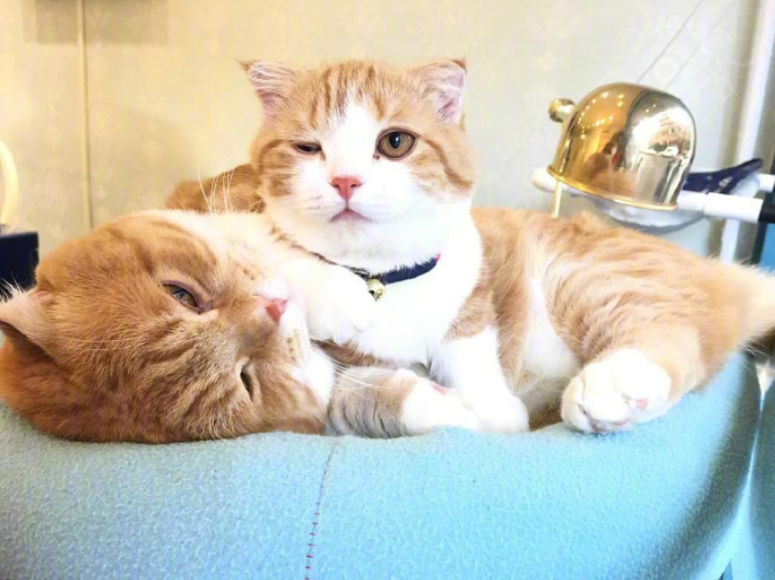 喵星人图片:小短腿虎斑猫咪日常图片