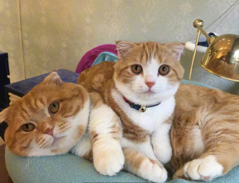 喵星人图片:小短腿虎斑猫咪日常图片