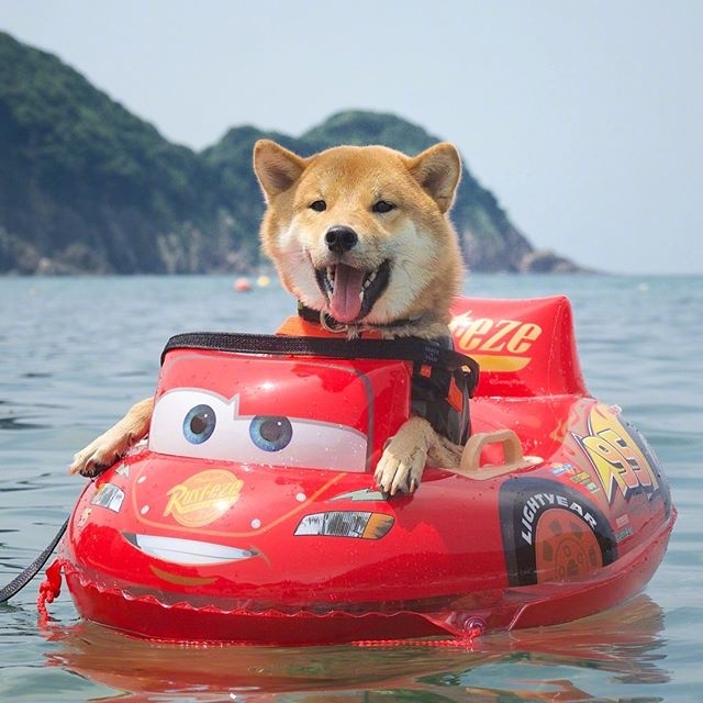 萌宠柴犬图片_享受水上漂的柴犬君