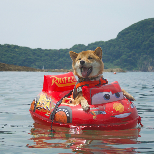 萌宠柴犬图片_享受水上漂的柴犬君