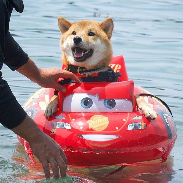 萌宠柴犬图片_享受水上漂的柴犬君