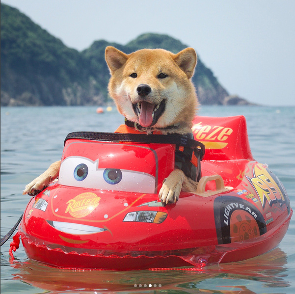 萌宠柴犬图片_享受水上漂的柴犬君