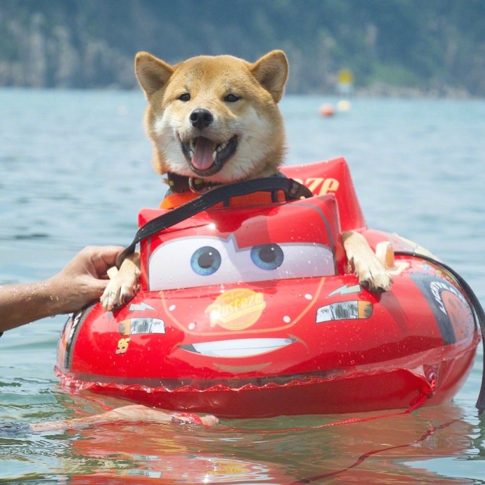 萌宠柴犬图片_享受水上漂的柴犬君