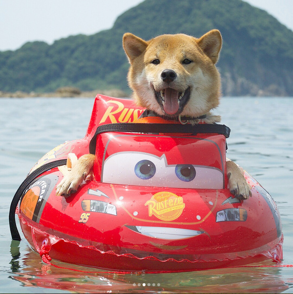 萌宠柴犬图片_享受水上漂的柴犬君