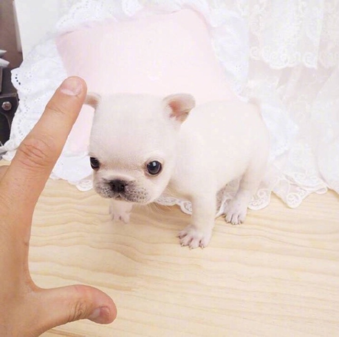 萌宠图片_幼崽法国斗牛犬图片