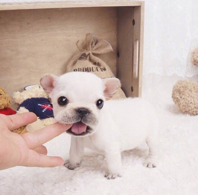 萌宠图片_幼崽法国斗牛犬图片