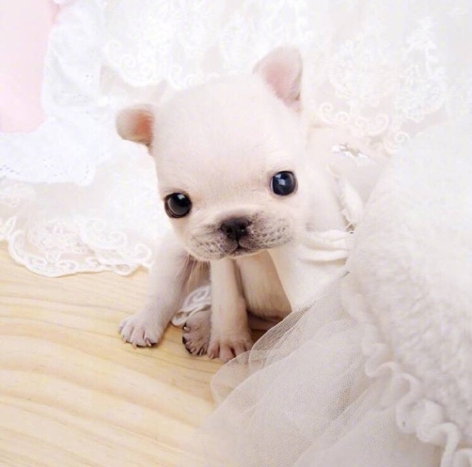 萌宠图片_幼崽法国斗牛犬图片