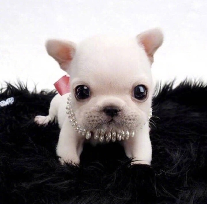 萌宠图片_幼崽法国斗牛犬图片