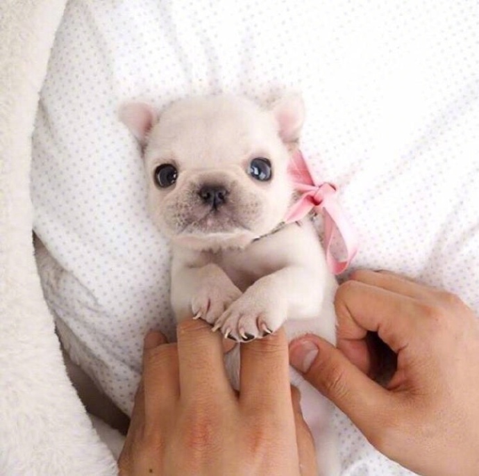 萌宠图片_幼崽法国斗牛犬图片