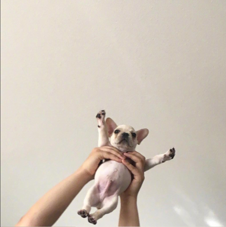 萌宠图片:小法斗图片_法国斗牛犬图片