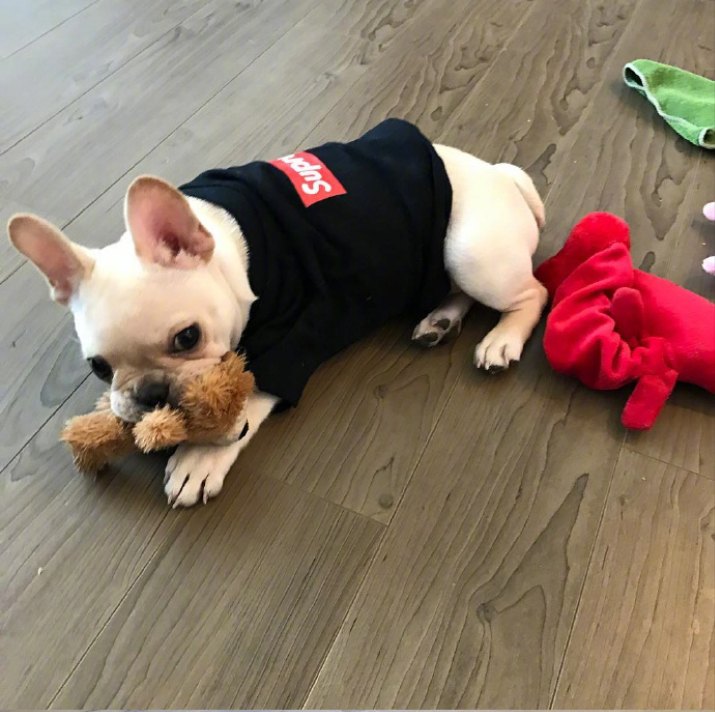萌宠图片:小法斗图片_法国斗牛犬图片