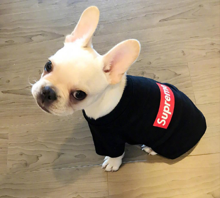 萌宠图片:小法斗图片_法国斗牛犬图片