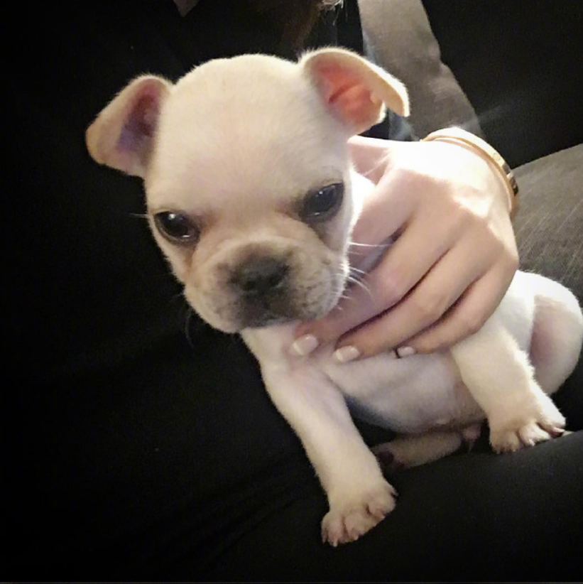 萌宠图片:小法斗图片_法国斗牛犬图片
