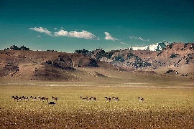 风景图片:可可西里一个最美的人间禁地 ​​​​
