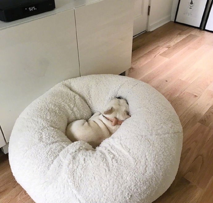 单身狗的假期_萌宠斗牛犬睡觉图片