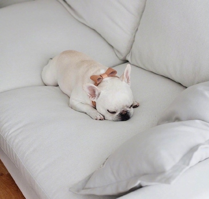 单身狗的假期_萌宠斗牛犬睡觉图片