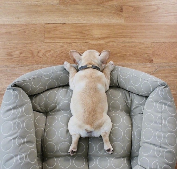 单身狗的假期_萌宠斗牛犬睡觉图片