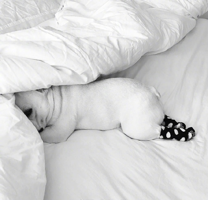 单身狗的假期_萌宠斗牛犬睡觉图片