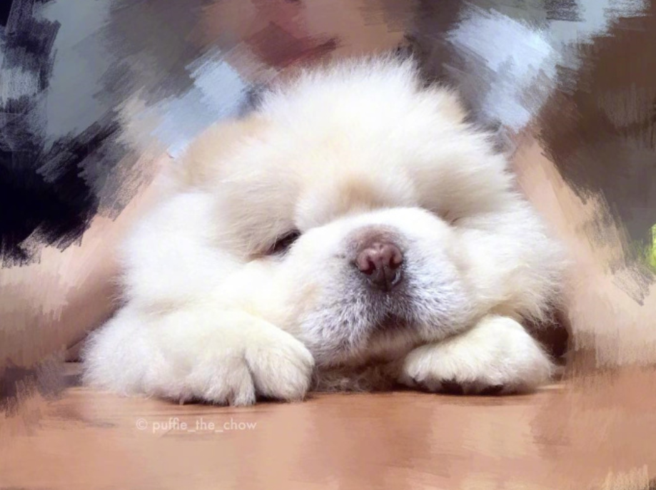 萌宠松狮图片_马来西亚的松狮宝宝Puffie图片