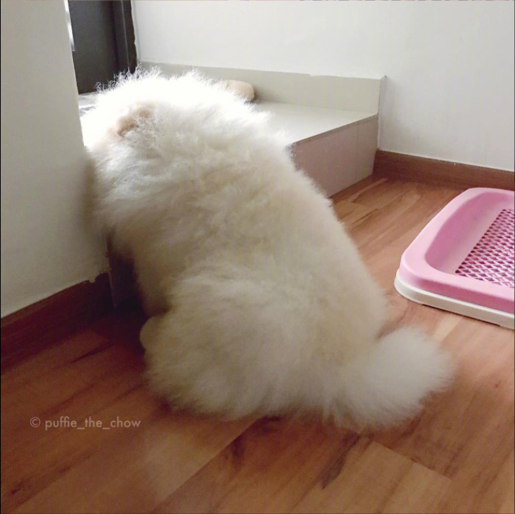 萌宠松狮图片_马来西亚的松狮宝宝Puffie图片