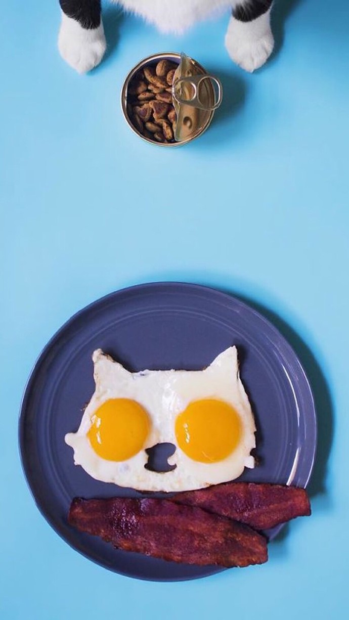 萌宠图片可爱猫咪手机壁纸